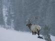 Bull Elk (Cervus Elaphus) In Snow by Tom Murphy Limited Edition Print