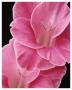 Gladiolus V by Danny Burk Limited Edition Pricing Art Print