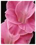 Gladiolus V by Danny Burk Limited Edition Print