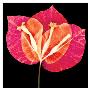 Bougainvillea by Harold Davis Limited Edition Pricing Art Print