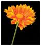 Gaillardia Grandiflora by Harold Davis Limited Edition Print