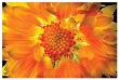 Gaillardia Lit From Behind by Harold Davis Limited Edition Pricing Art Print