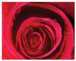 Rose by Harold Davis Limited Edition Print