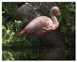 Dark Flamingo by Steve Hunziker Limited Edition Print