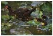 Ducky Swim by Steve Hunziker Limited Edition Pricing Art Print