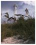 Lighthouse Terns Ii by Steve Hunziker Limited Edition Print