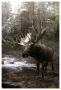 Moose Creek by Steve Hunziker Limited Edition Print