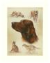 Irish Setter by Libero Patrignani Limited Edition Pricing Art Print