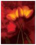 Tulip Fiesta In Red And Yellow I by Richard Sutton Limited Edition Pricing Art Print