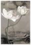 White Tulip Celebration I by Richard Sutton Limited Edition Pricing Art Print