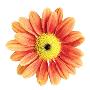 Orange Gerbera by Christine Zalewski Limited Edition Print