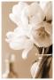 Tulips In Sepia by Christine Zalewski Limited Edition Pricing Art Print
