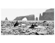 Dolphins At Anacapa Arch by Steve Munch Limited Edition Pricing Art Print