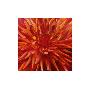 Fabulous Orange Dahlia by Sarah Caswell Limited Edition Pricing Art Print