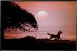 Running Horse At Sunset by Julie Habel Limited Edition Pricing Art Print