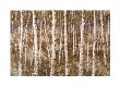 Golden Path by Bob Chrzanowski Limited Edition Pricing Art Print