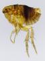 Male Cat Flea by Wim Van Egmond Limited Edition Print