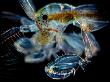 Ghost Shrimp Head And Claws by Wim Van Egmond Limited Edition Print