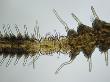 Polychaete Bristle Worm Budding And Forming New Individuals Asexually by Wim Van Egmond Limited Edition Print