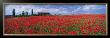 Tuscany, Field Of Poppies by Tom Mackie Limited Edition Print