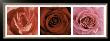 Hearts Of Roses by Laurent Pinsard Limited Edition Print