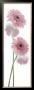 Gerbera Hybrida by Richard Fischer Limited Edition Pricing Art Print