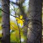 Close-Up Of A Maple Leaf On Twigs by Inge Ekstrom Limited Edition Print