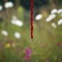 Close-Up Of Wild Strawberries Hanging With A String by Ove Eriksson Limited Edition Print