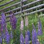 Lupine Flowers Near A Fence by Ove Eriksson Limited Edition Print