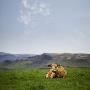 A Cow Relaxing In A Field In Iceland by Gunnar Svanberg Skulasson Limited Edition Print