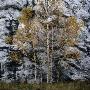 Birch In Autumn, Sweden by Mikael Andersson Limited Edition Print