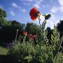 Poppies In A Garden In Skane, Sweden by Mikael Bertmar Limited Edition Print
