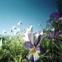 Wild Flowers Beneath Azure Sky, Stockholm Archipelago by Malin Gezelius Limited Edition Pricing Art Print