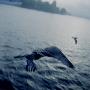 Birds Flying Above The Sea In Stockholm, Sweden by Mikael Andersson Limited Edition Print