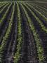 Field With Young Plants, Skaane, Sweden by Anders Ekholm Limited Edition Print