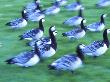Close-Up Of Flock Of Birds Running In A Field by Bjorn Alander Limited Edition Pricing Art Print