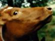 Close Up Of A Cow by Bibbie Friman Limited Edition Print