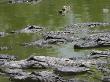 Many American Alligators by Diane Stamatelatos Limited Edition Print