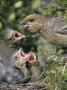 A Female Pine Grosbeak Feeding Its Nestlings by Hannu Hautala Limited Edition Pricing Art Print