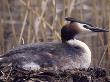 A Great Crested Grebe (Podiceps Cristatus) by Hannu Hautala Limited Edition Pricing Art Print