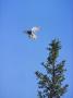 Low Angle View Of A Bird Flying In The Sky by Hannu Hautala Limited Edition Print