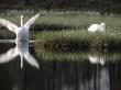 A Pair Of Whooper Swans by Hannu Hautala Limited Edition Print