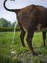 A Peeing Cow by Jann Lipka Limited Edition Print