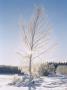 Birch Silvered With Frost by Johanna Tibell Limited Edition Print