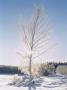 Birch Silvered With Frost by Johanna Tibell Limited Edition Print