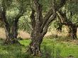 Olive Grove, Corfu, Greece by Clive Nichols Limited Edition Print