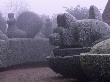 Parsonage, Worcestershire - Frosted Topiary Hedges Beside The Drive, Winter by Clive Nichols Limited Edition Print