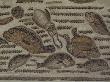 Fish Detail, Roman Mosaic, Bardo Museum, Tunisia by Natalie Tepper Limited Edition Print