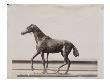 Photo D'une Sculpture En Cire De Degas:Cheval En Marche (Rf2116) by Ambroise Vollard Limited Edition Print