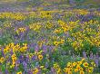 Field Of Arrowleaf Balsamroot And Lupine, Oregon, Usa by Julie Eggers Limited Edition Print